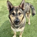 Alex is a Shepherd, German.