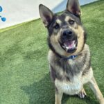 Alex is a Shepherd, German.