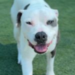 Fuller is a Terrier, Pit Bull.