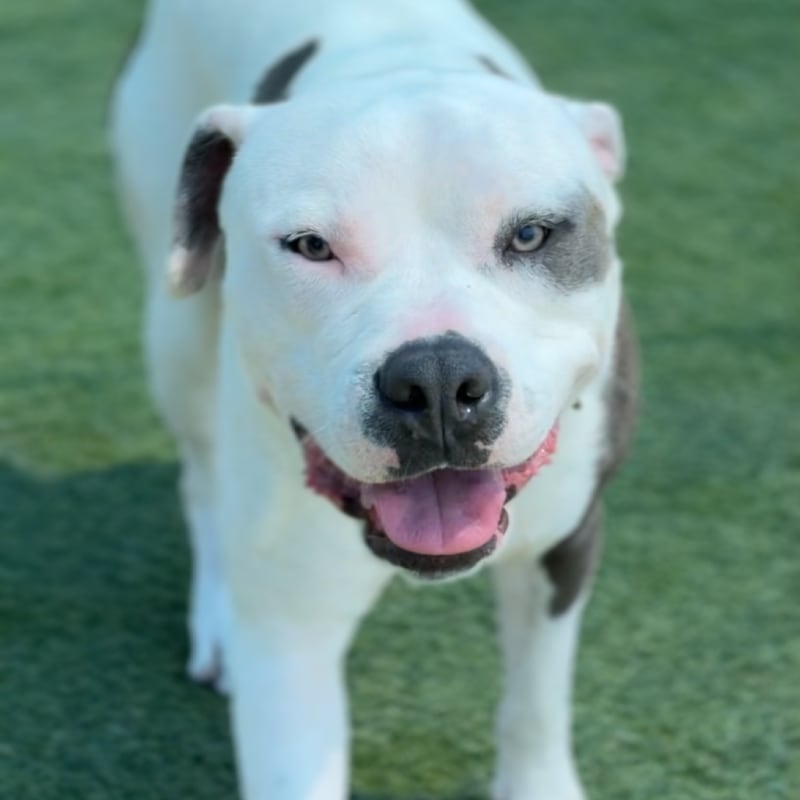 Fuller is a Terrier, Pit Bull.
