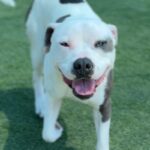 Fuller is a Terrier, Pit Bull.