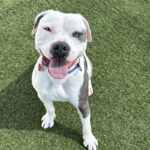 Fuller is a Terrier, Pit Bull.