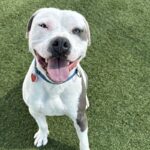 Fuller is a Terrier, Pit Bull.