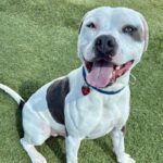 Fuller is a Terrier, Pit Bull.