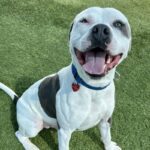 Fuller is a Terrier, Pit Bull.
