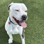 Fuller is a Terrier, Pit Bull.
