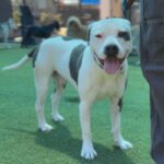Fuller is a Terrier, Pit Bull.