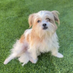Meatball is a Terrier, Cairn/Poodle, Miniature.