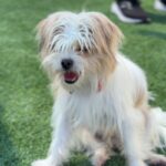 Meatball is a Terrier, Cairn/Poodle, Miniature.