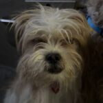 Meatball is a Terrier, Cairn/Poodle, Miniature.