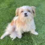 Meatball is a Terrier, Cairn/Poodle, Miniature.