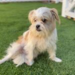 Meatball is a Terrier, Cairn/Poodle, Miniature.