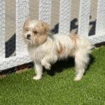 Meatball is a Terrier, Cairn/Poodle, Miniature.