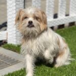 Meatball is a Terrier, Cairn/Poodle, Miniature.