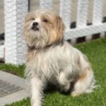 Meatball is a Terrier, Cairn/Poodle, Miniature.