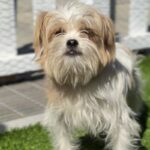Meatball is a Terrier, Cairn/Poodle, Miniature.