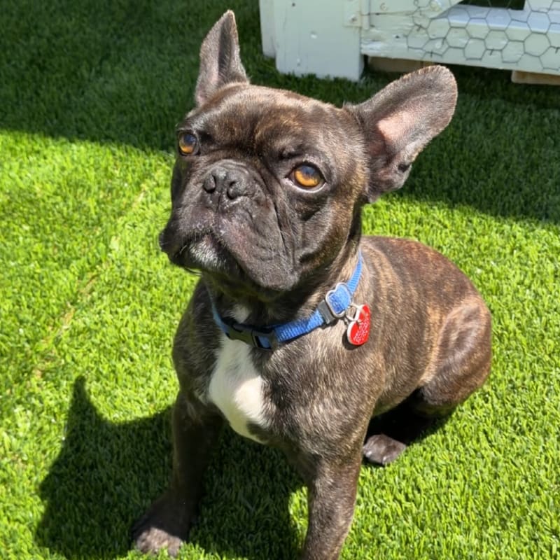 Chapo is a Bulldog, French.
