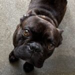 Chapo is a Bulldog, French.