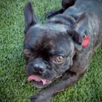 Chapo is a Bulldog, French.