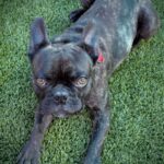 Chapo is a Bulldog, French.