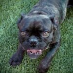 Chapo is a Bulldog, French.