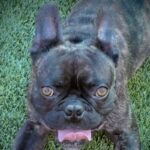 Chapo is a Bulldog, French.