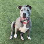Chata is a Terrier, Pit Bull.
