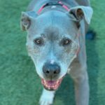 Chata is a Terrier, Pit Bull.