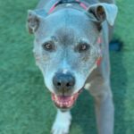 Chata is a Terrier, Pit Bull.