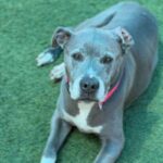 Chata is a Terrier, Pit Bull.