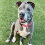 Chata is a Terrier, Pit Bull.
