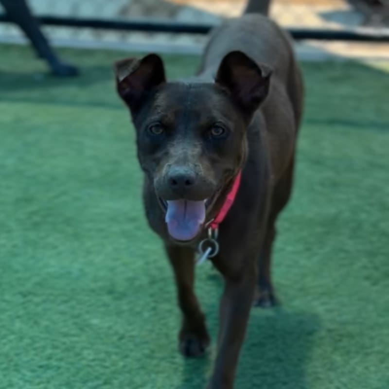 Cadbury is a Retriever, Labrador.