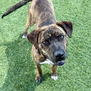 Ashley is a Terrier, Pit Bull.
