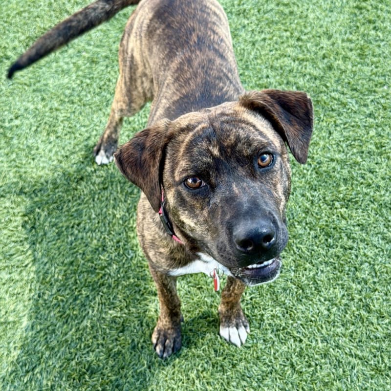 Ashley is a Terrier, Pit Bull.