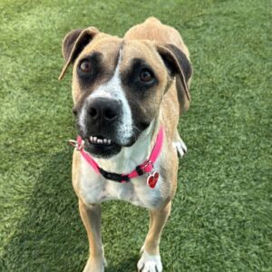 Diamond is a Boxer.