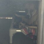 Diamond is a Boxer.