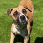 Diamond is a Boxer.