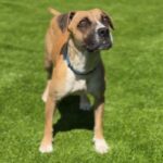 Diamond is a Boxer.