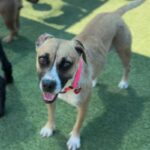 Diamond is a Boxer.
