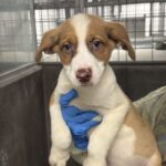 Alvin is a Shepherd, German.