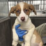 Alvin is a Shepherd, German.