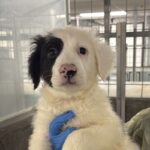 Archie is a Shepherd, German.