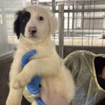 Archie is a Shepherd, German.