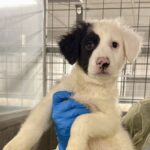Archie is a Shepherd, German.