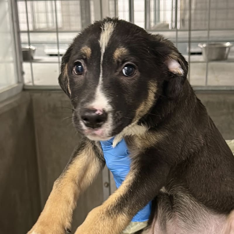 Aubrey is a Shepherd, German.