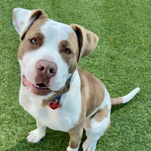Pops is a Terrier, Pit Bull.