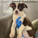Avery is a Shepherd, German.