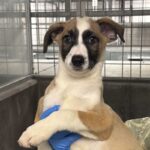 Amos is a Shepherd, German.