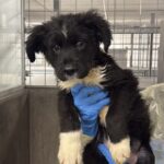 Avi is a Shepherd, German.