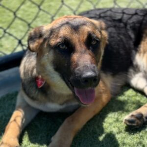 Nana is a Shepherd, German.